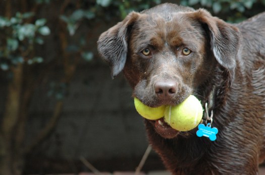 penelope with two tennis balls
