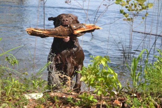 A little knowledge is a "mighty" dangerous thing.