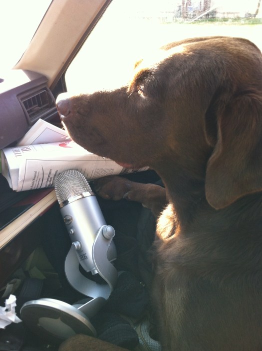 Penelope is now doing a radio show about chocolate labs and the dangers to their teeth from chasing sticks.