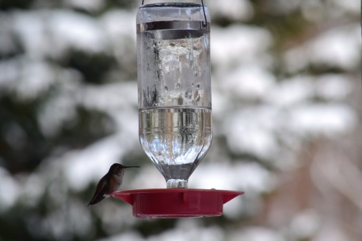 Remember please remember me standing still in your past  and floating fast like a hummingbird