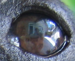 I'll bring you food to your porch when you're screened in. Samuel Cooper "Bread"