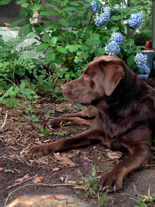 Chocolate and Hydrangea Blue so beautiful together!