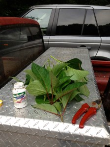 Rootone, the cuttings and garden shears.