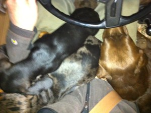 Wouldn't be wise to seek the advice about your prostate cancer from knowledgeable people and then take their advice? 